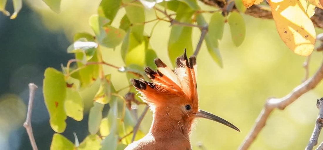 Sunday Quiet: Finding Peace and Connection in Henley’s Wild Places